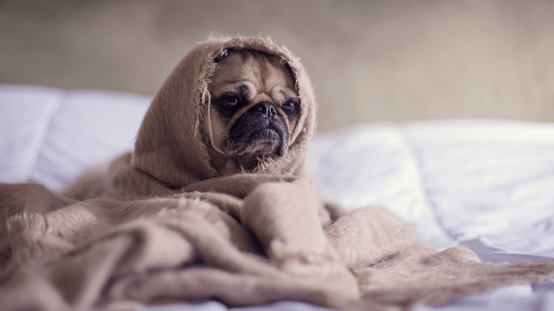 A sad puppy hides under a blanket